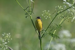 Motacilla flava thunbergi