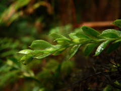 Tmesipteris obliqua