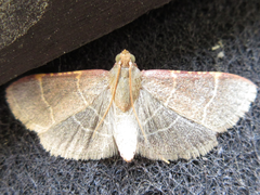 Hypsopygia glaucinalis