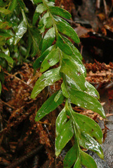 Tmesipteris obliqua