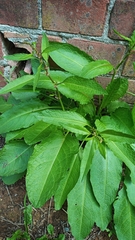 Rumex obtusifolius