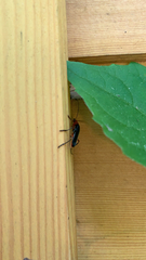 Cantharis pellucida