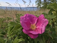 Rosa rugosa