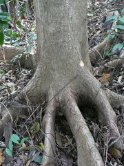 Cussonia bancoensis