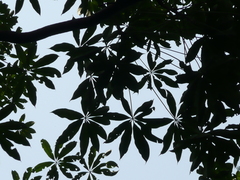 Cussonia bancoensis
