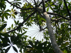 Cussonia bancoensis