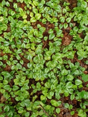 Lamium galeobdolon argentatum