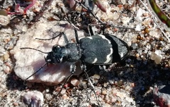 Cicindela sylvatica