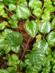 Lamium galeobdolon argentatum