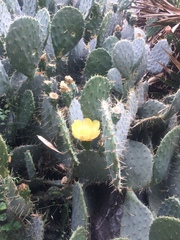 Opuntia robusta