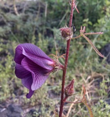 Hibiscus cannabinus