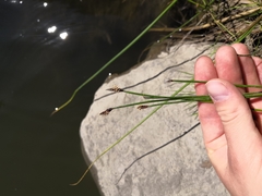 Eleocharis uniglumis