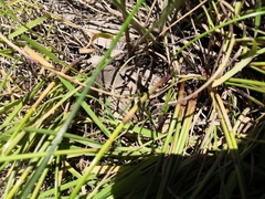 Eleocharis uniglumis