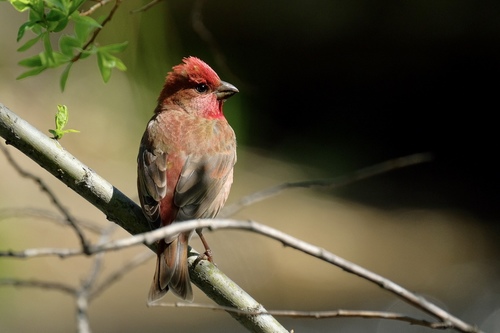 Common Rosefinch