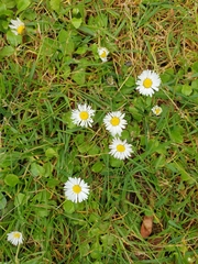 Bellis perennis