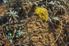 Helichrysum albirosulatum