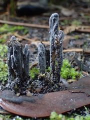 Clavulina tasmanica