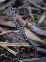 Clavulina tasmanica
