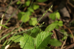 Carex brunnescens