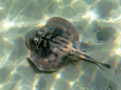 Urolophus cruciatus