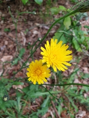 Hypochaeris radicata