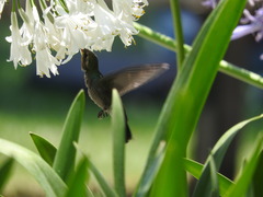 Cynanthus latirostris