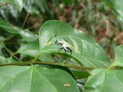 Cercidocerus albicollis