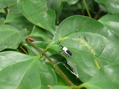 Cercidocerus albicollis