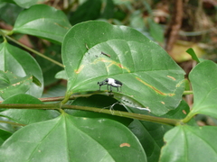 Cercidocerus albicollis