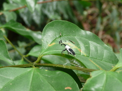Cercidocerus albicollis