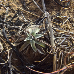 Helichrysum albirosulatum
