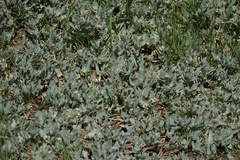 Atriplex maximowicziana