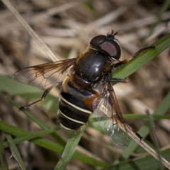 Eristalis cryptarum