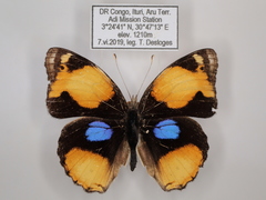 Junonia hierta cebrene