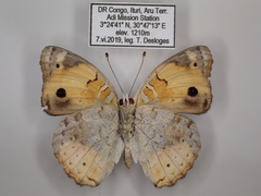 Junonia hierta cebrene