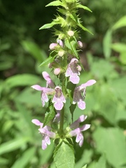 Stachys tenuifolia