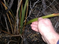 Phormium