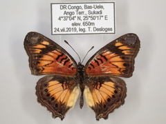 Junonia sophia sophia