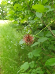 Geum urbanum