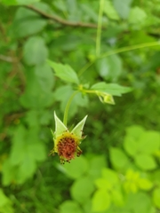 Geum urbanum