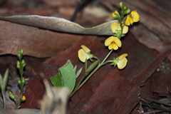Podolobium scandens