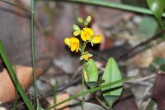 Podolobium scandens