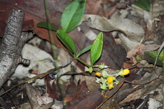 Podolobium scandens