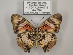Junonia sophia sophia