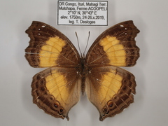 Junonia terea terea