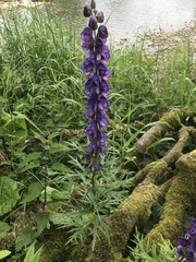 Aconitum napellus