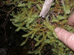 Lateristachys lateralis