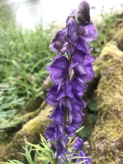 Aconitum napellus