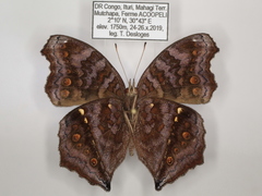 Junonia chorimene