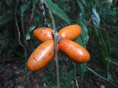Polyceratocarpus parviflorus